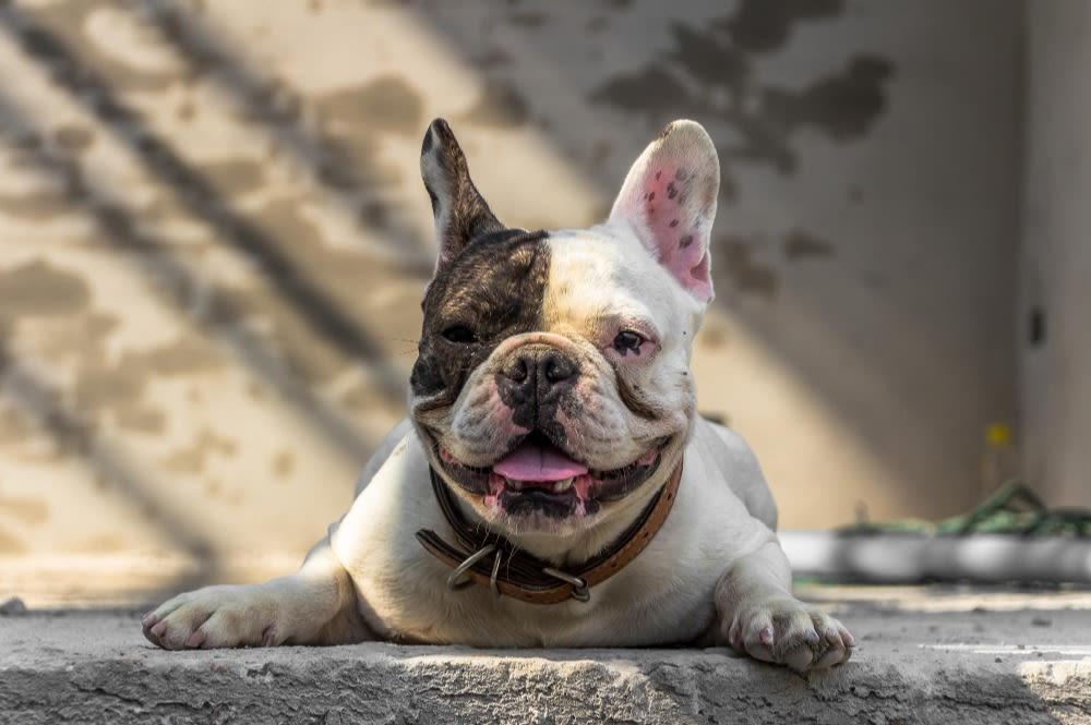 French Bulldog