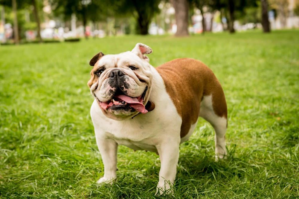 English Bulldog