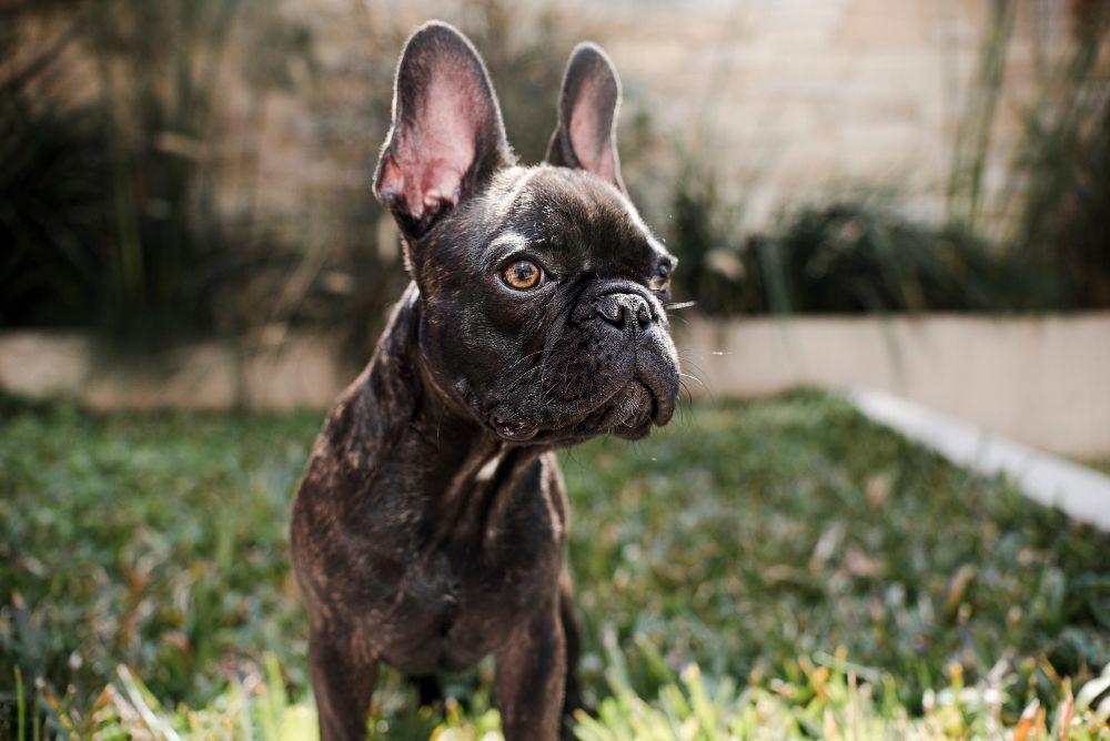 French Bulldog