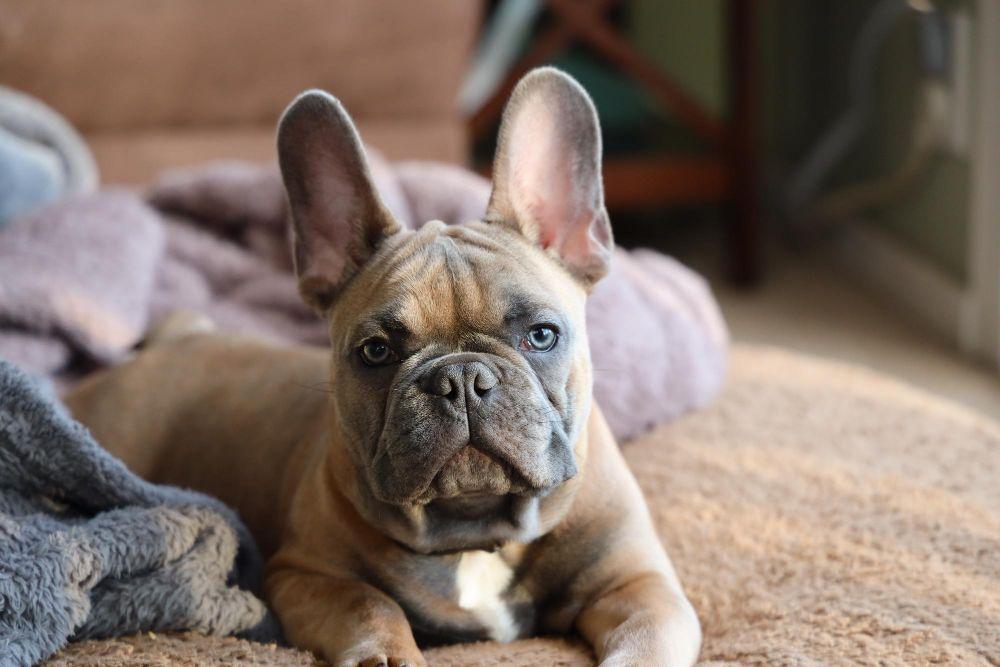 French Bulldog