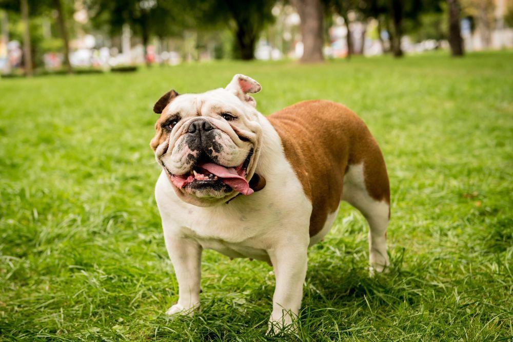 English Bulldog