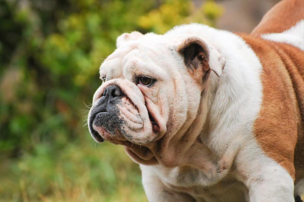 English Bulldog