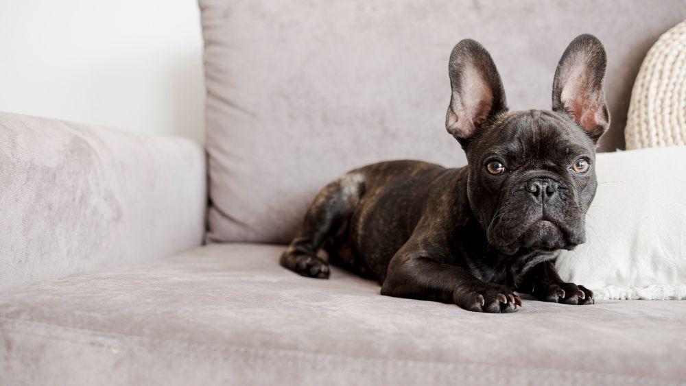 French Bulldog