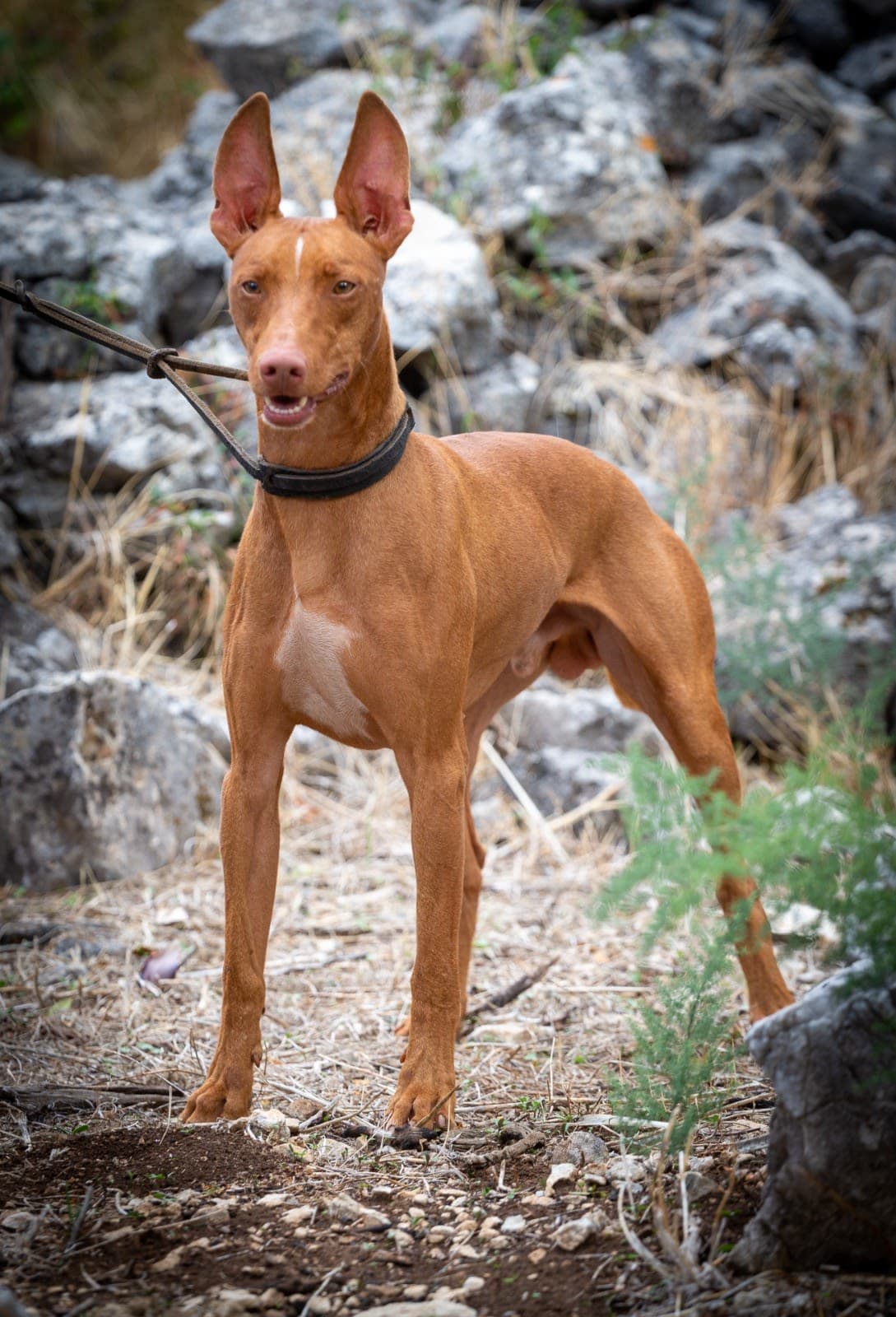 Cirneco dell'Etna