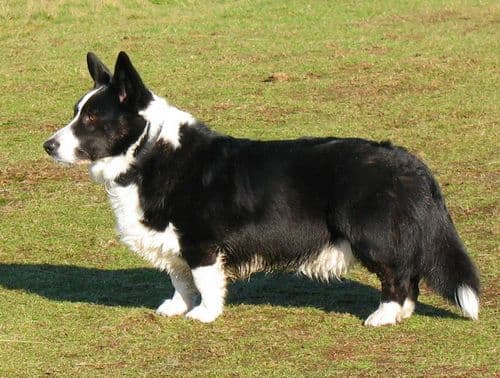 Welsh Corgi Cardigan