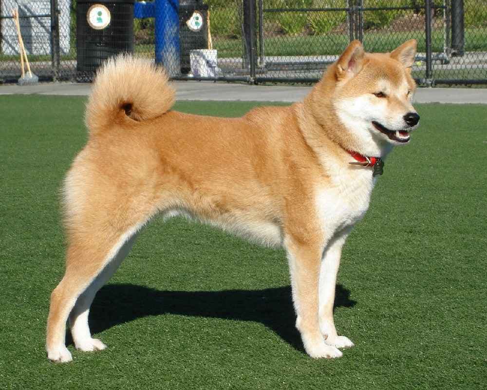 Shiba Inu (Shiba Inu)