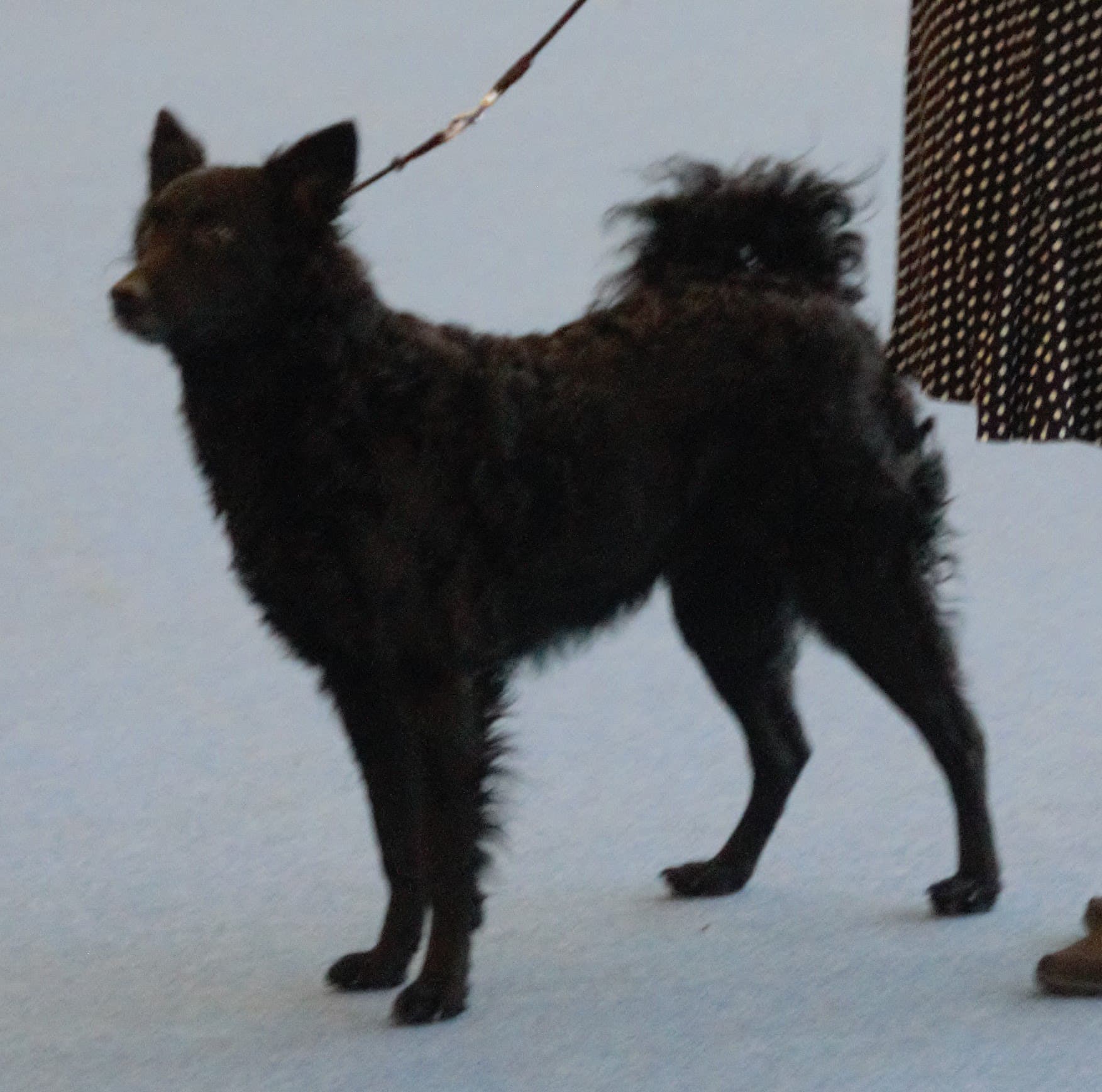 Croatian Sheepdog
