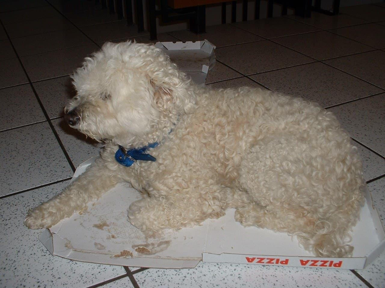 Puli