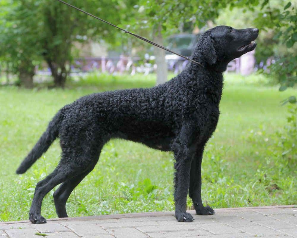 Curly Coated Retriever