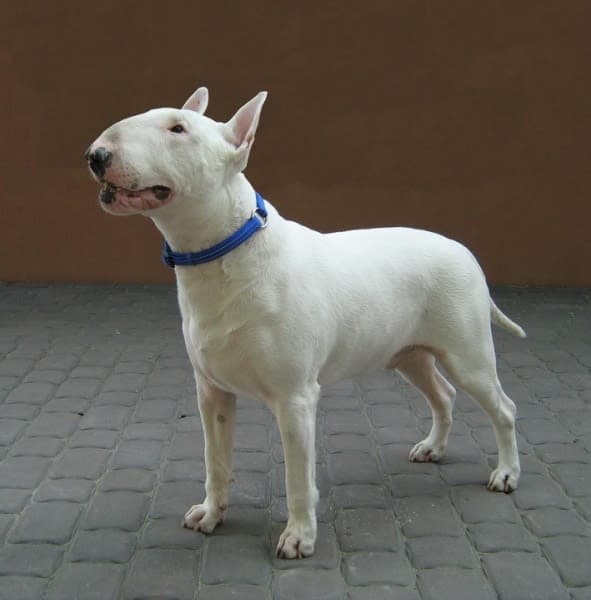 Bull terrier