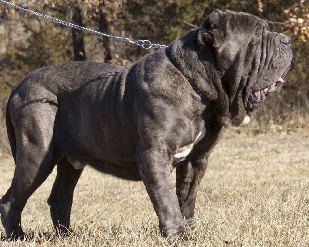 Neapolitan Mastiff 