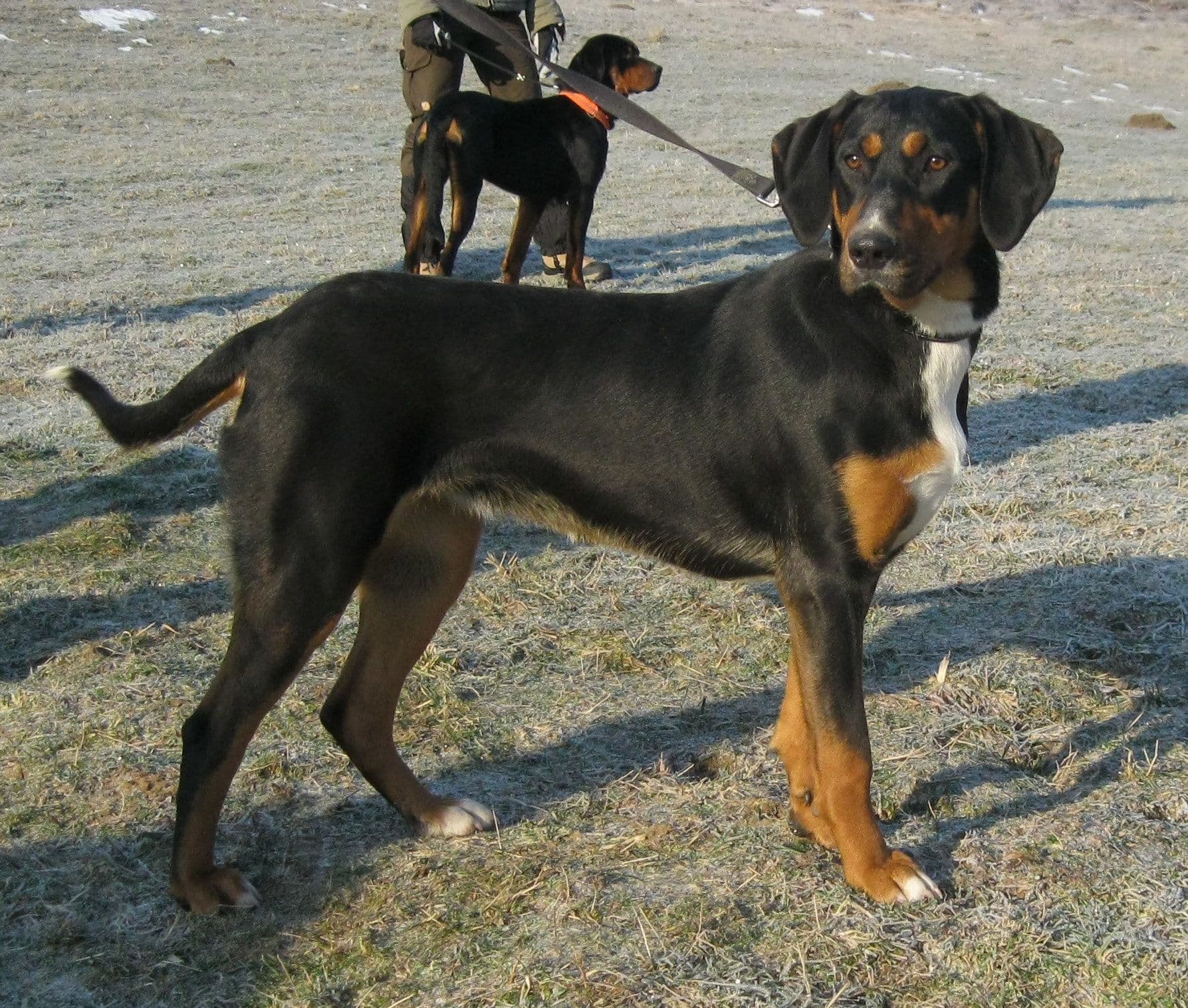 Transylvanian Hound