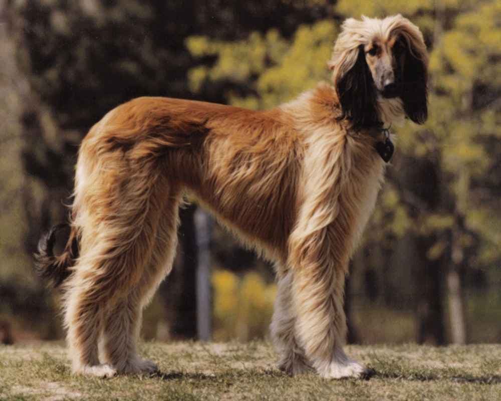 Afghan hound