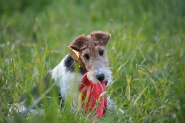 Fox Terrier - Wire