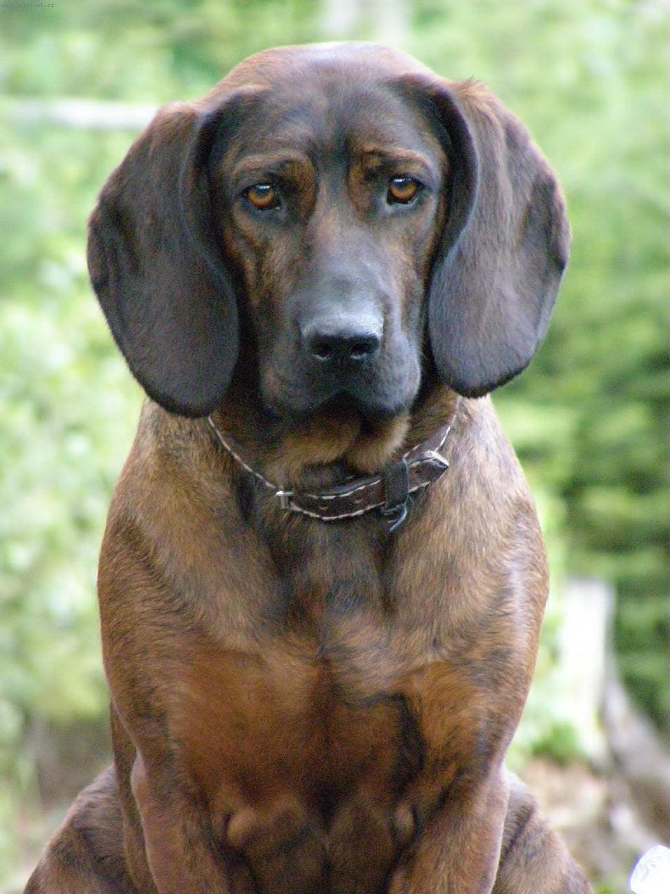 Hannover hound