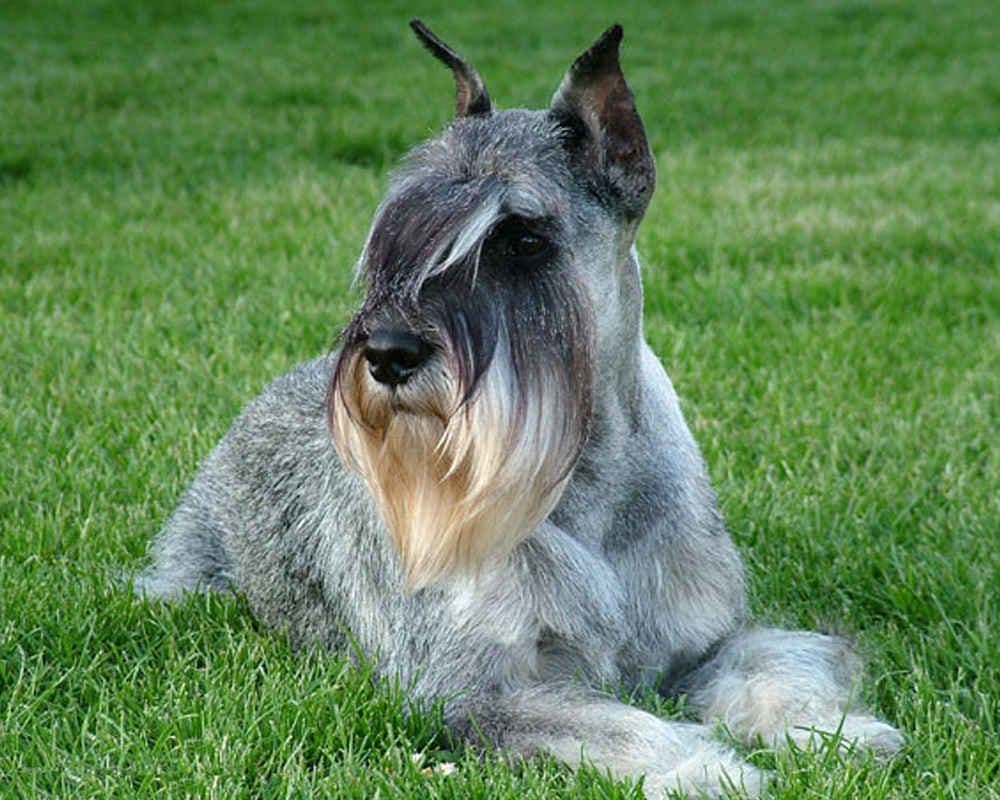 Standard Schnauzer