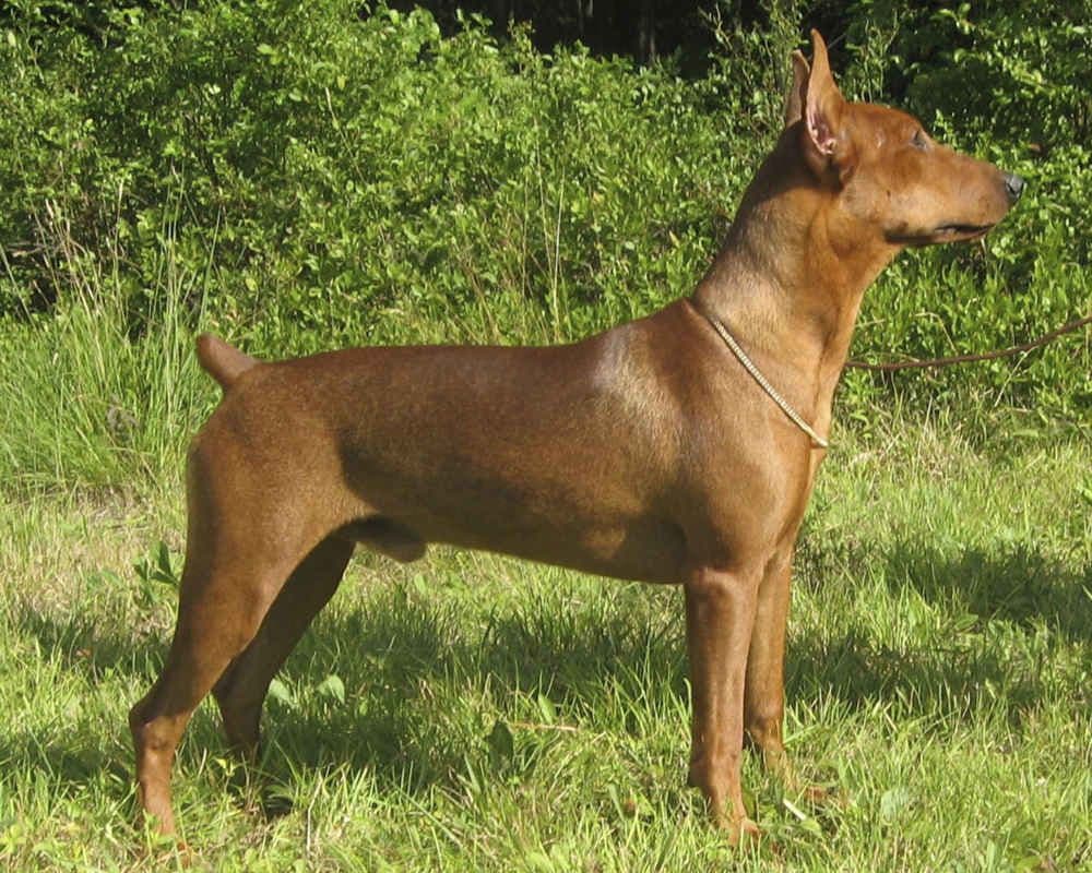 German Pinscher