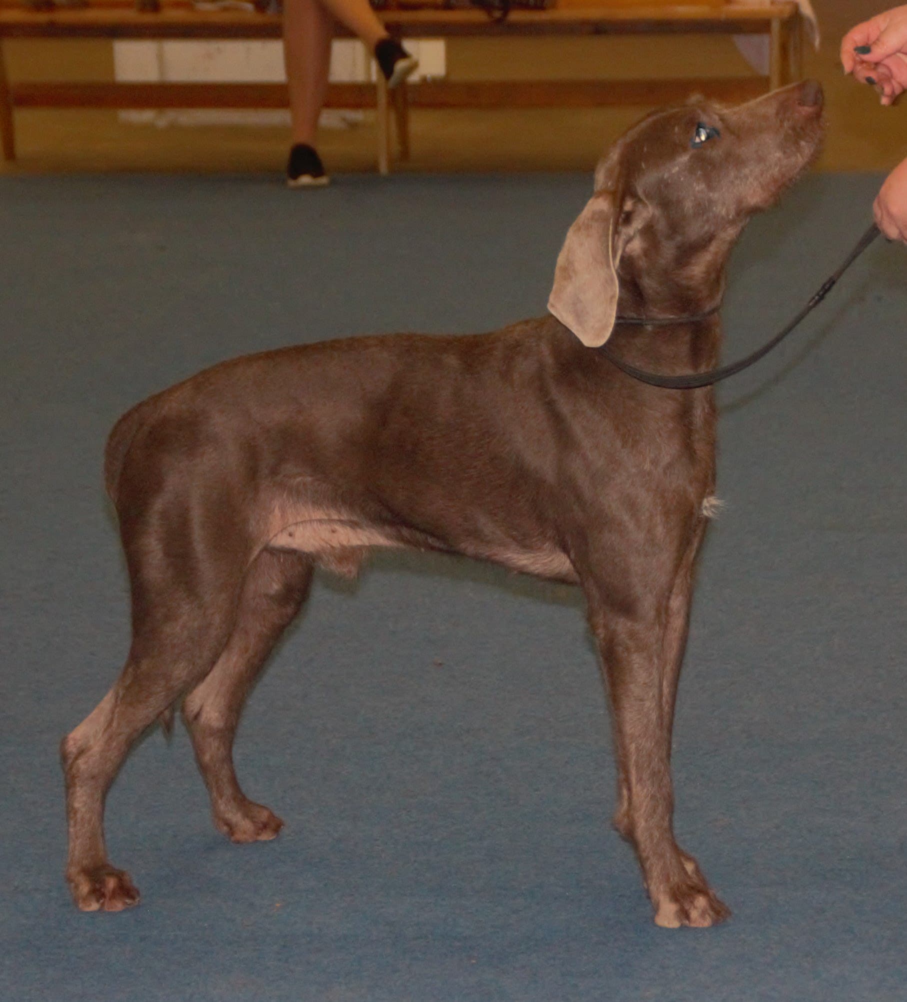 Slovakian Wirehaired Pointer
