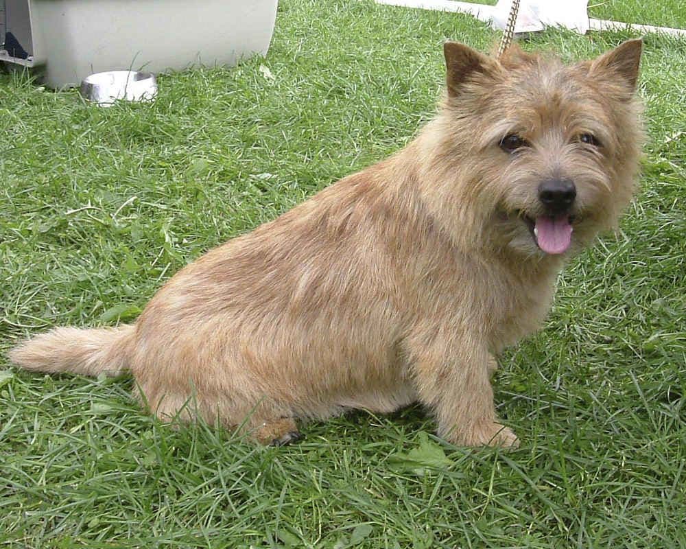 Norwich Terrier (Norwich Terrier)