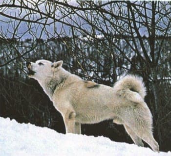 Greenland dog
