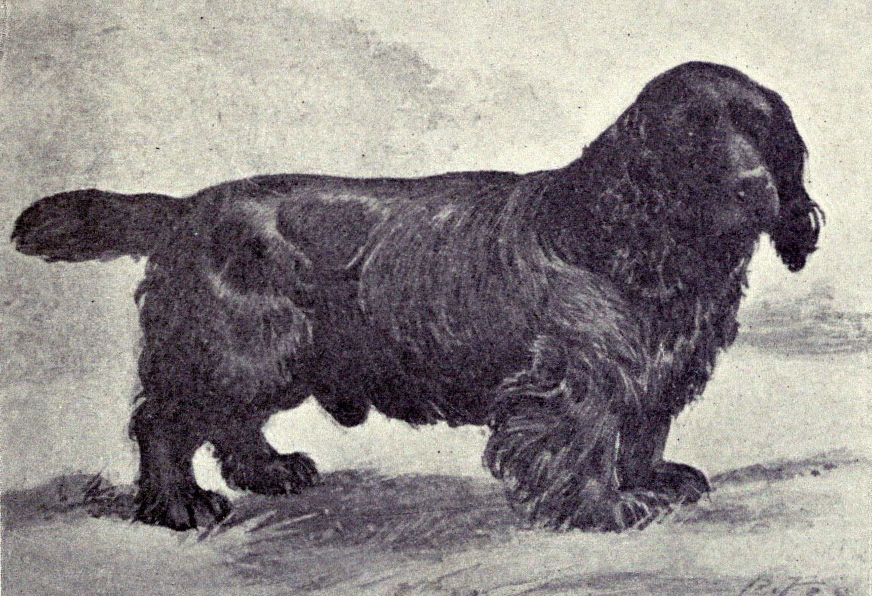 Sussex Spaniel