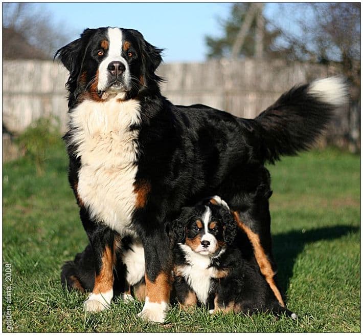 Bernese Mountain Dog