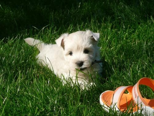 West Highland White Terrier