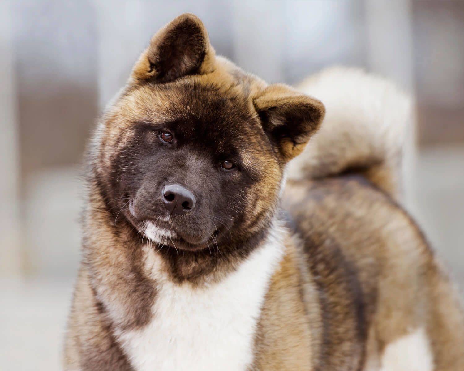 American Akita