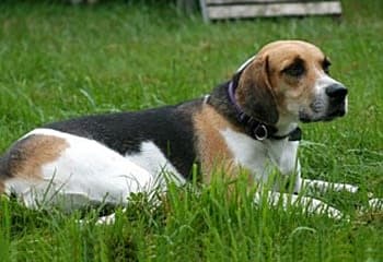 English foxhound