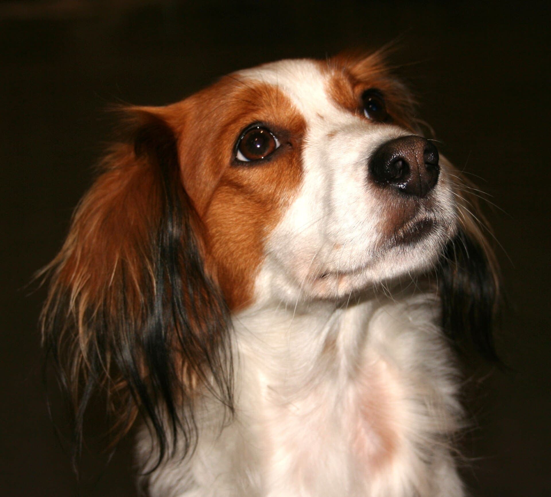 Nederlandse Kooikerhondje