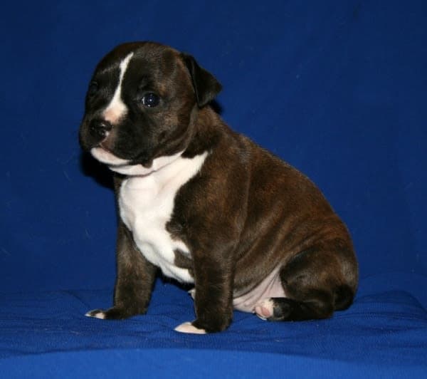 Staffordshire Bull Terrier