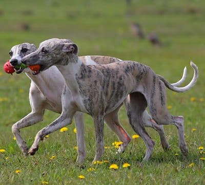 Whippet