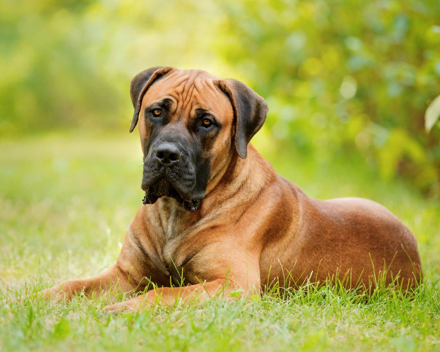 South African Boerboel
