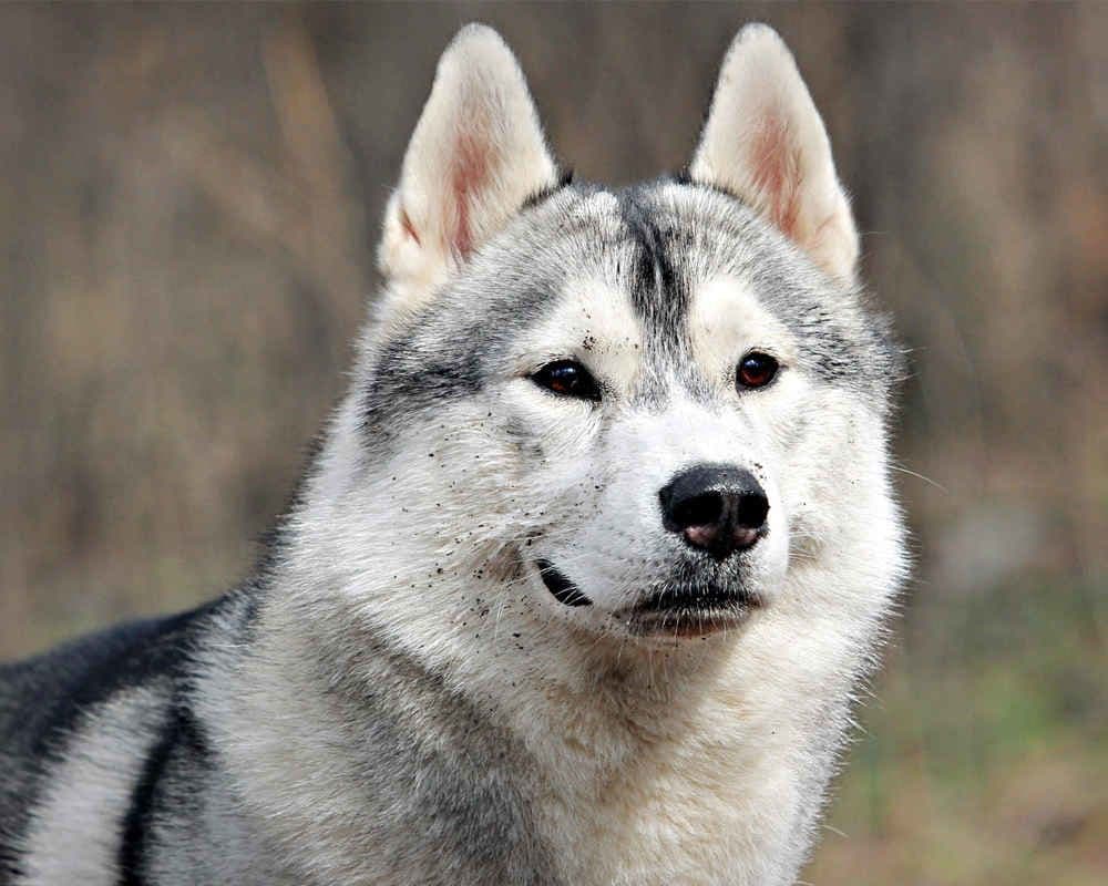 Alaskan Malamute