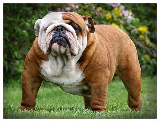 English Bulldog