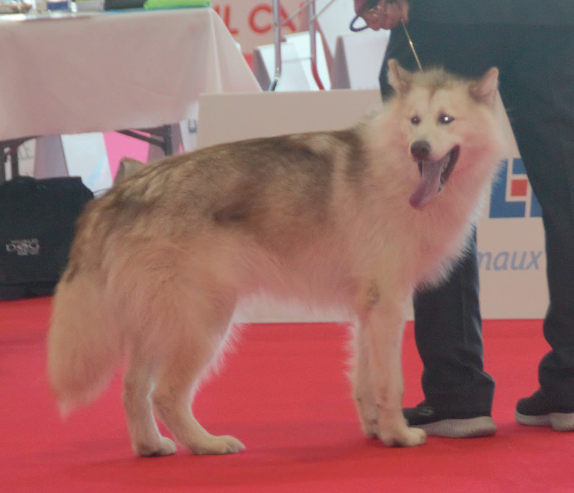 Canadian Eskimo Dog