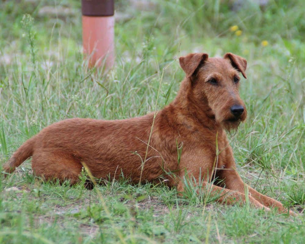 Irish Terrier