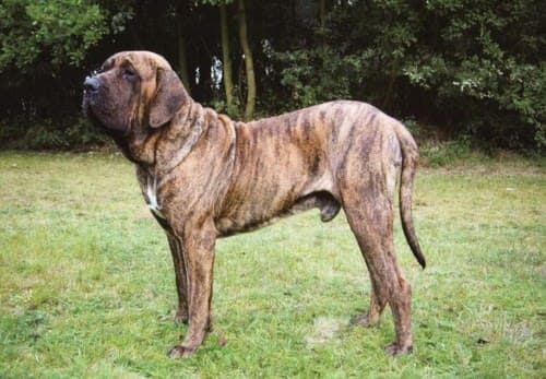 Fila brasileiro