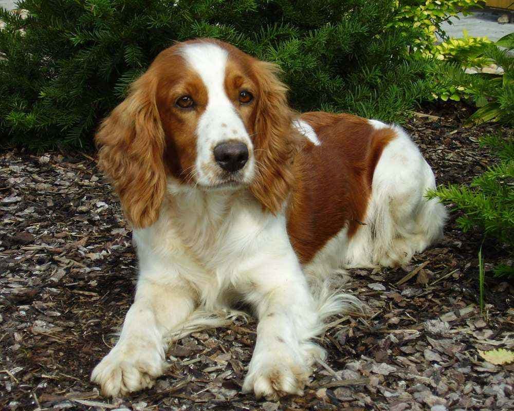 Welsh Springer Spaniel