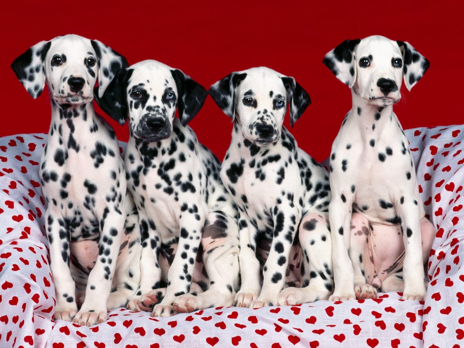 Dalmatian