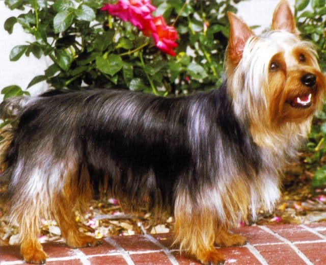 Australian Silky Terrier
