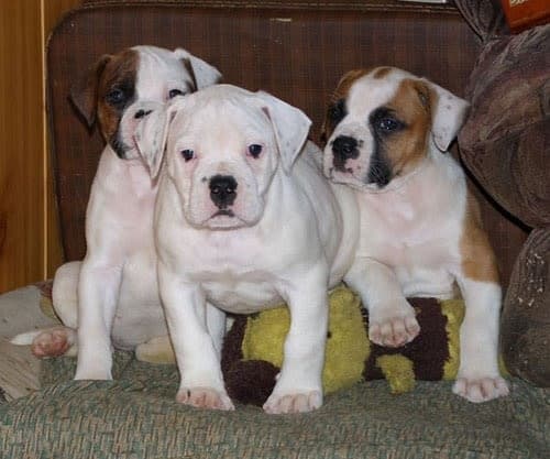 American bulldog