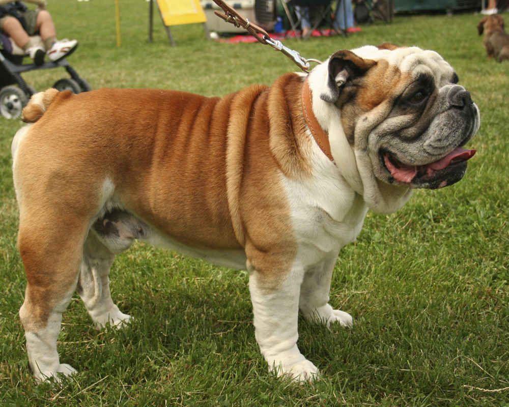 English Bulldog