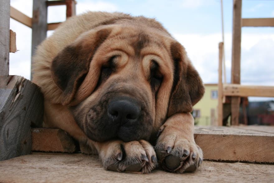 Spanish Mastiff