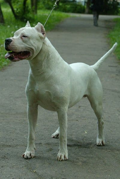 Great Dane of Argentina