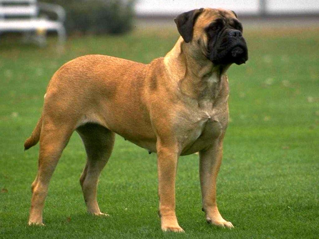Mastiff English