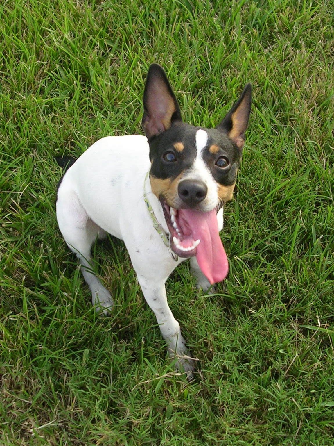 Rat Terrier