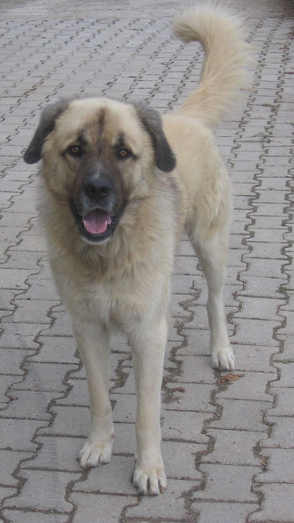 Sarplaninac