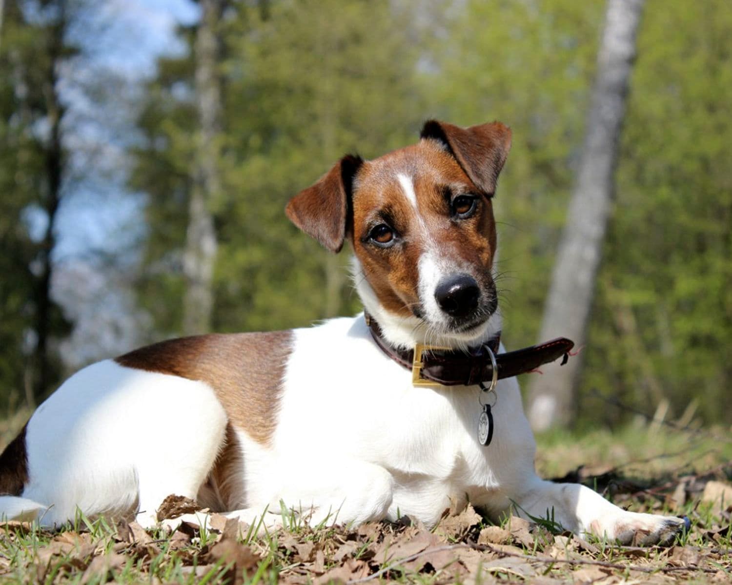 Fox Terrier