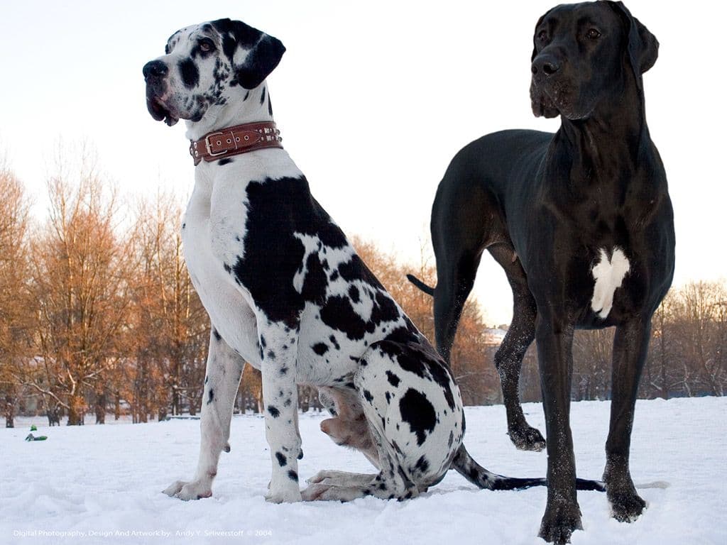 German dog